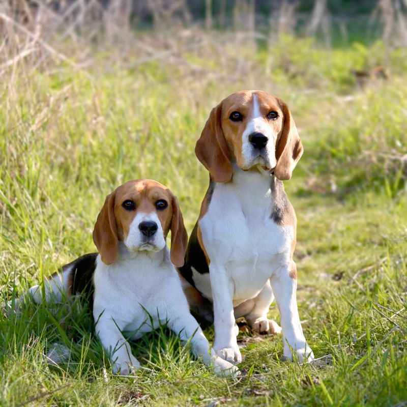 Beagle