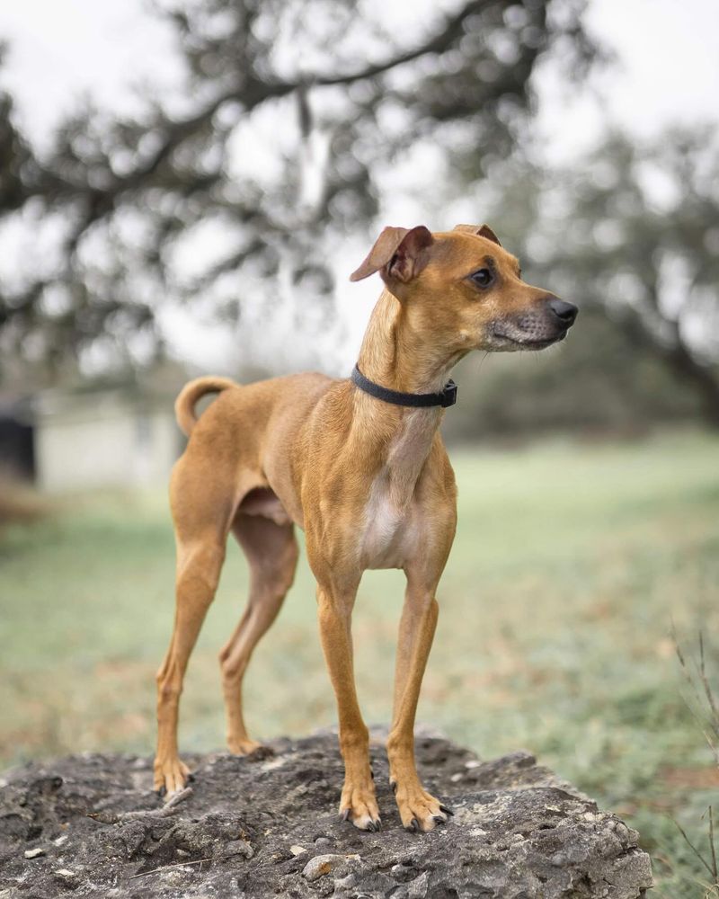 Italian Greyhound