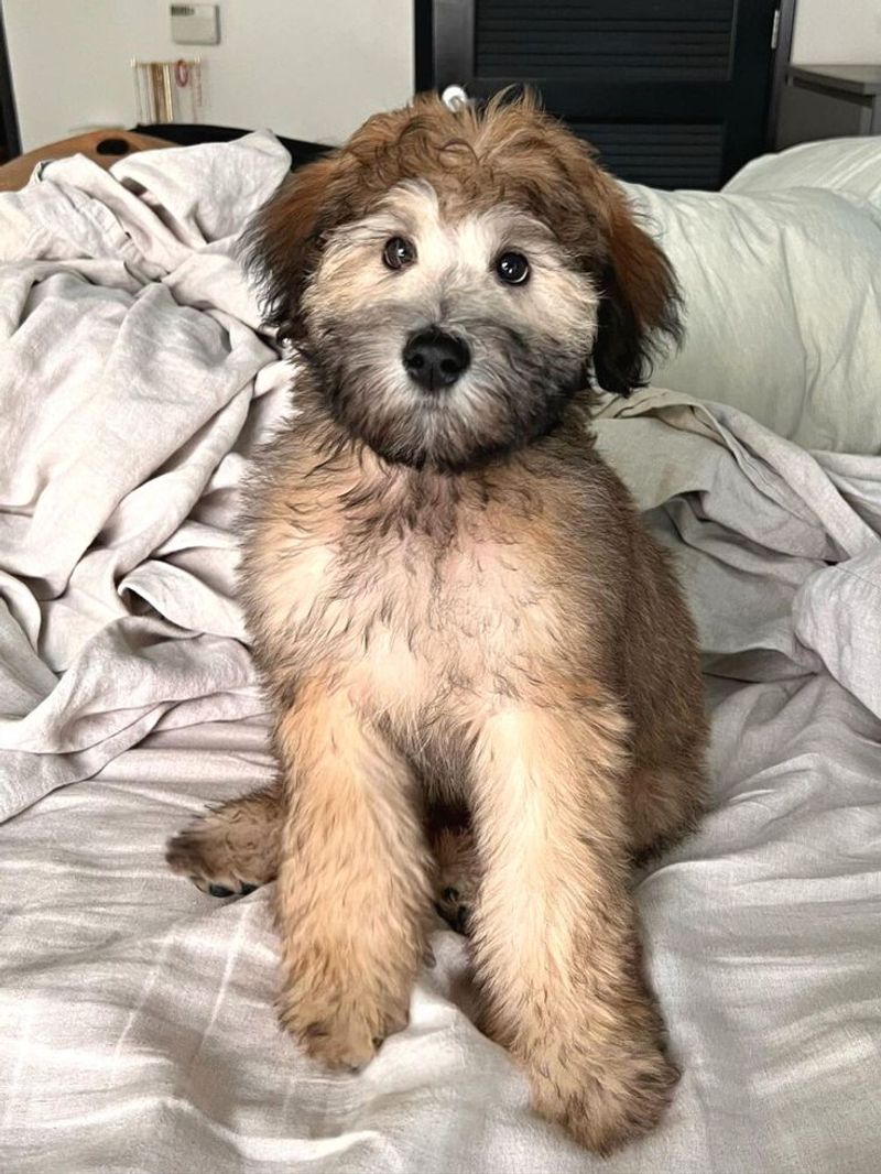 Whoodle