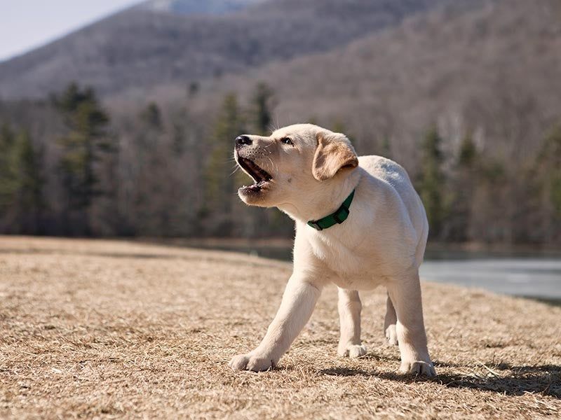 Barking