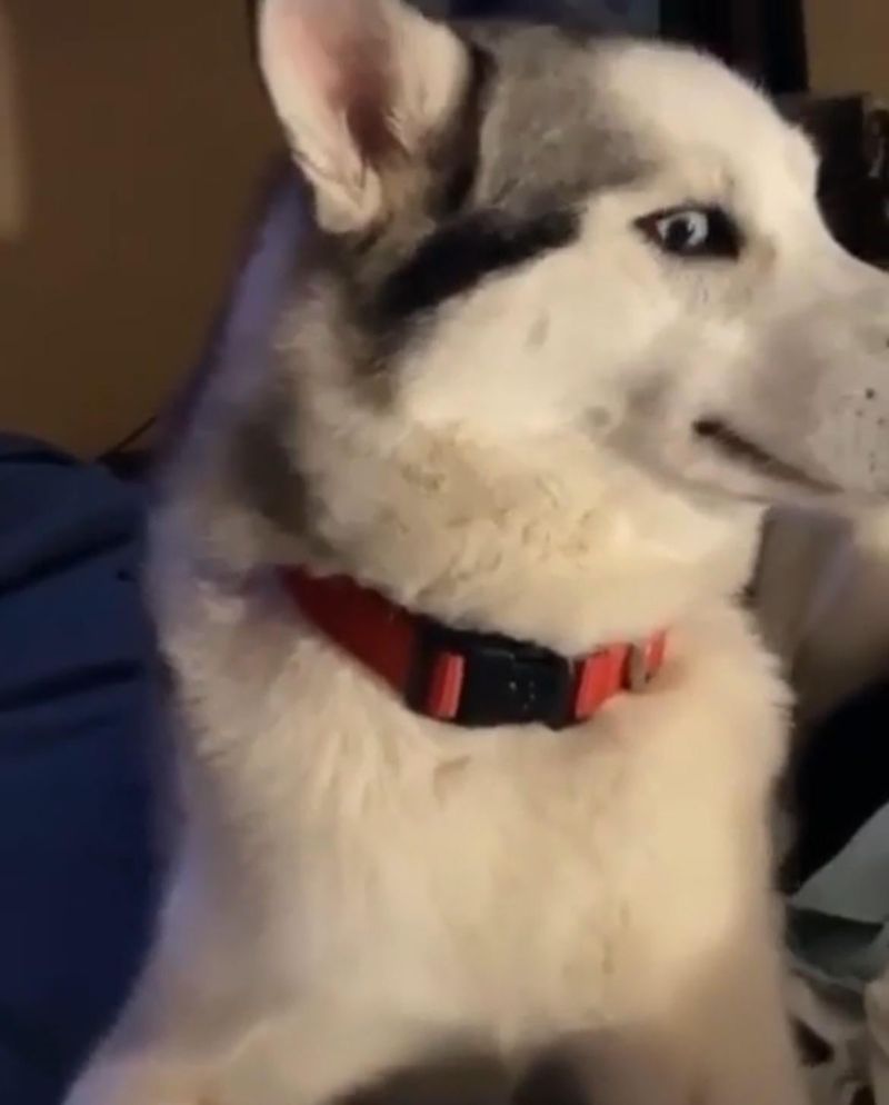Avoids Eye Contact