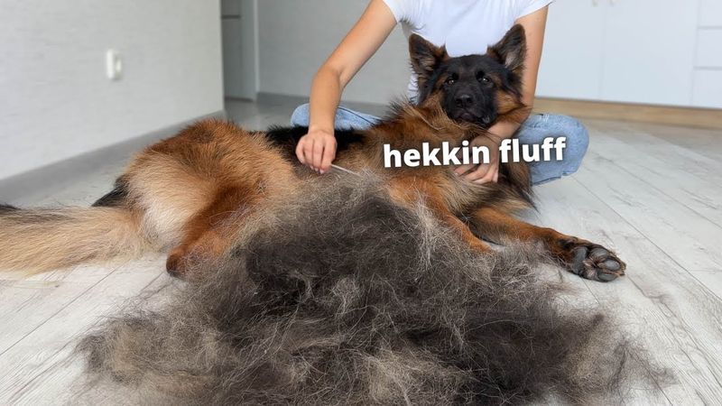 Shedding and Grooming Needs