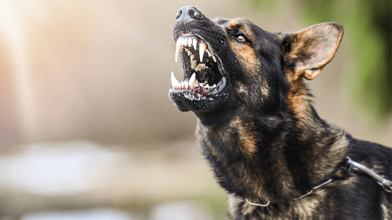 Tendency to Bark