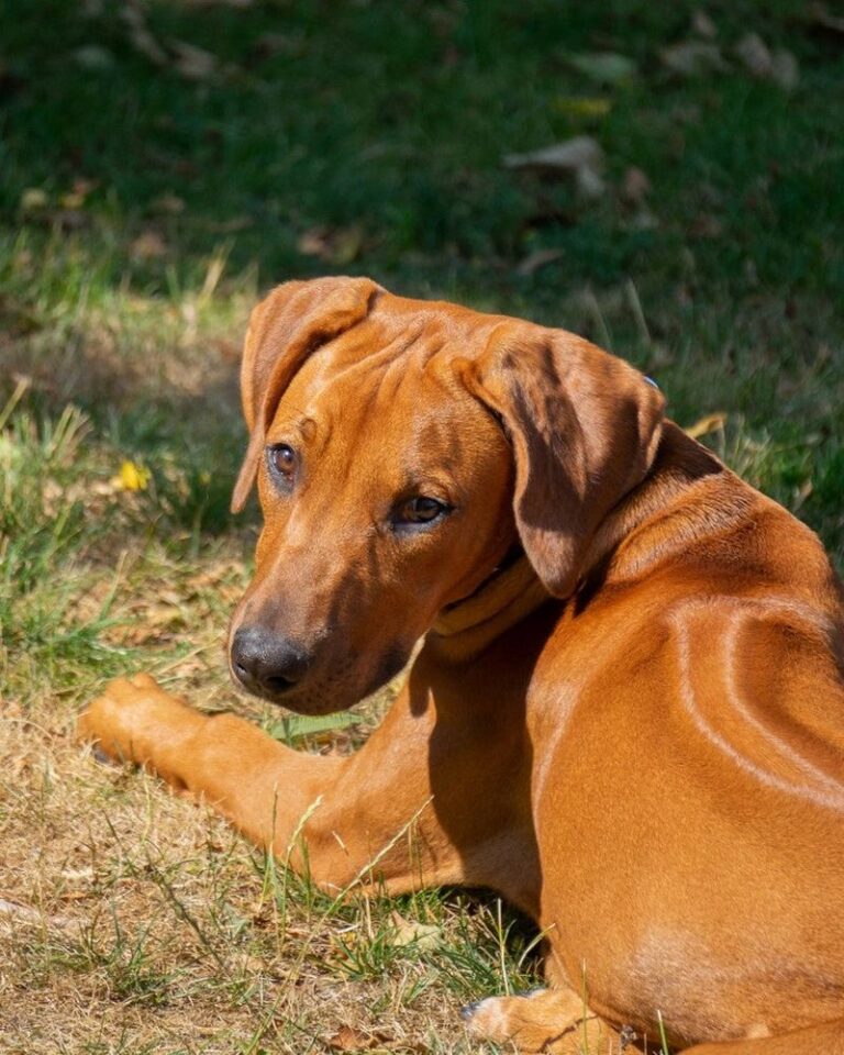14 Things You Should Know Before Making a Rhodesian Ridgeback Your ...