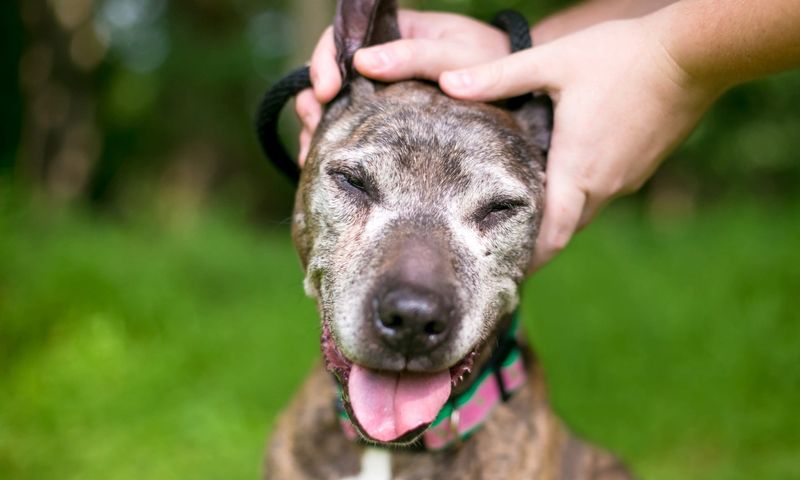 Therapeutic Touch and Grooming