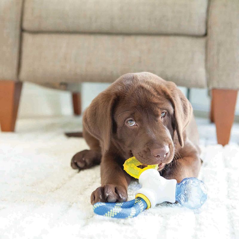 Understand Puppy Teething