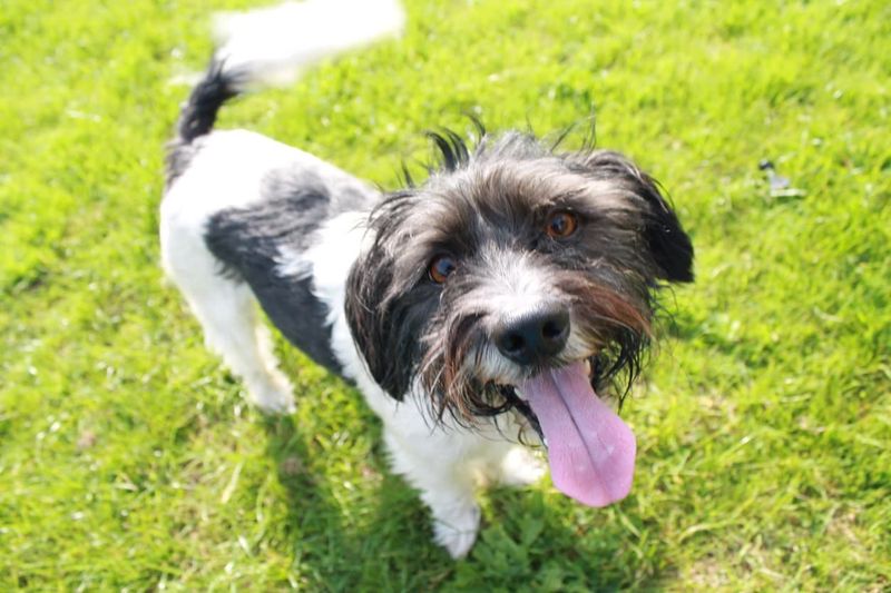 Vigorous Tail Wagging