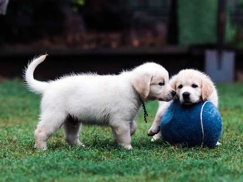 Socialize Your Puppy Early