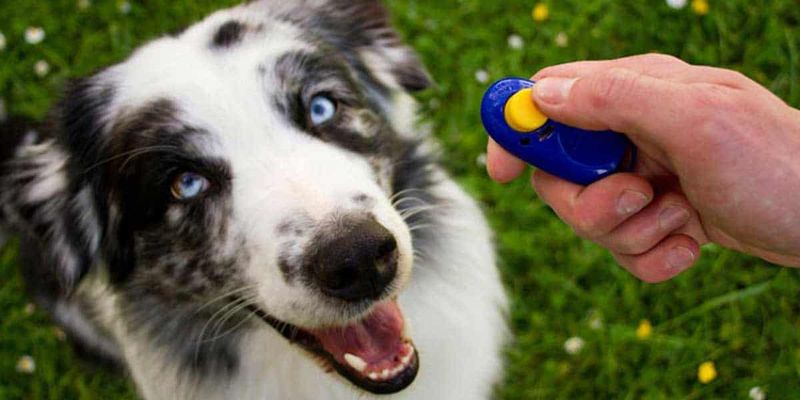 Leverage Clicker Training