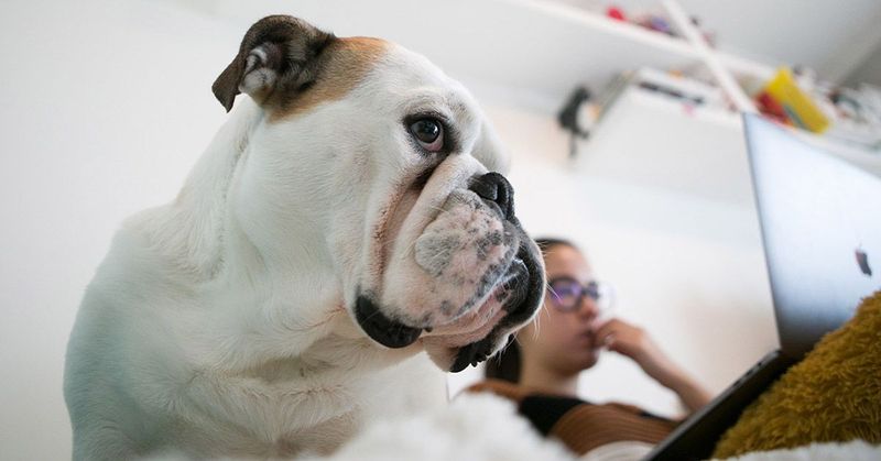 Impact of Human Stress on Dogs