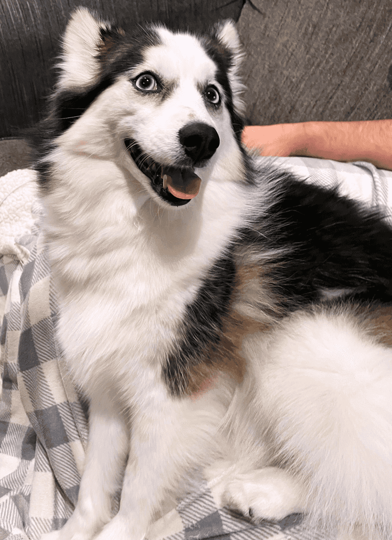 Affectionate Companionship