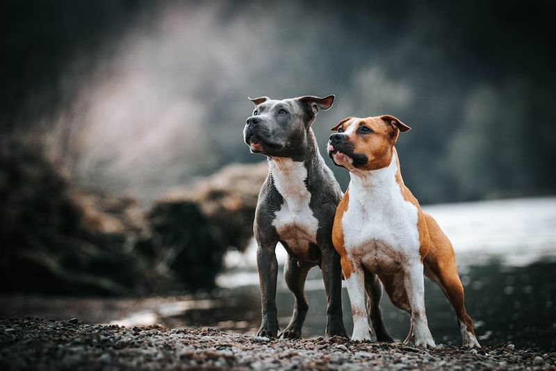 Loyal Companions