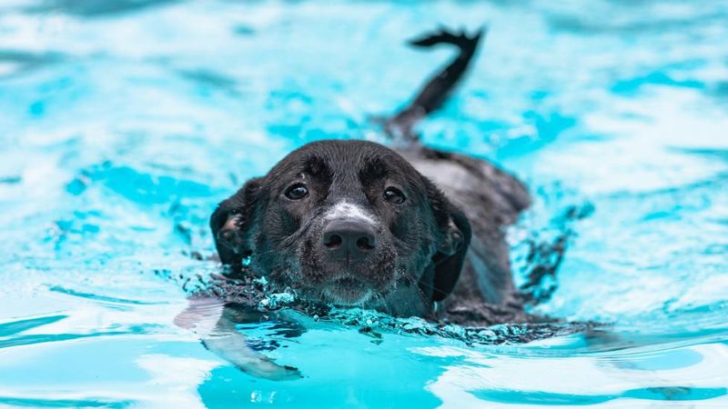Swimming Sessions