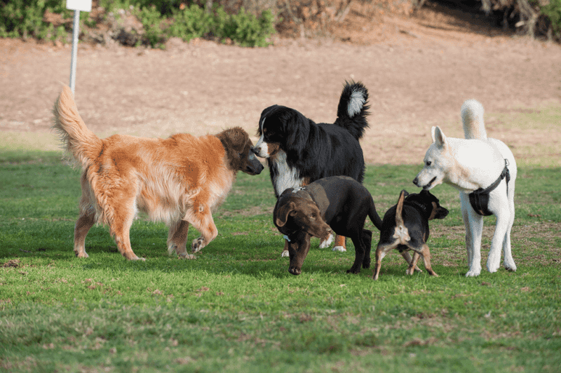 Socializing with Other Dogs