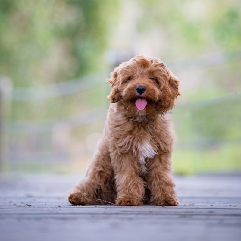 Cadoodle