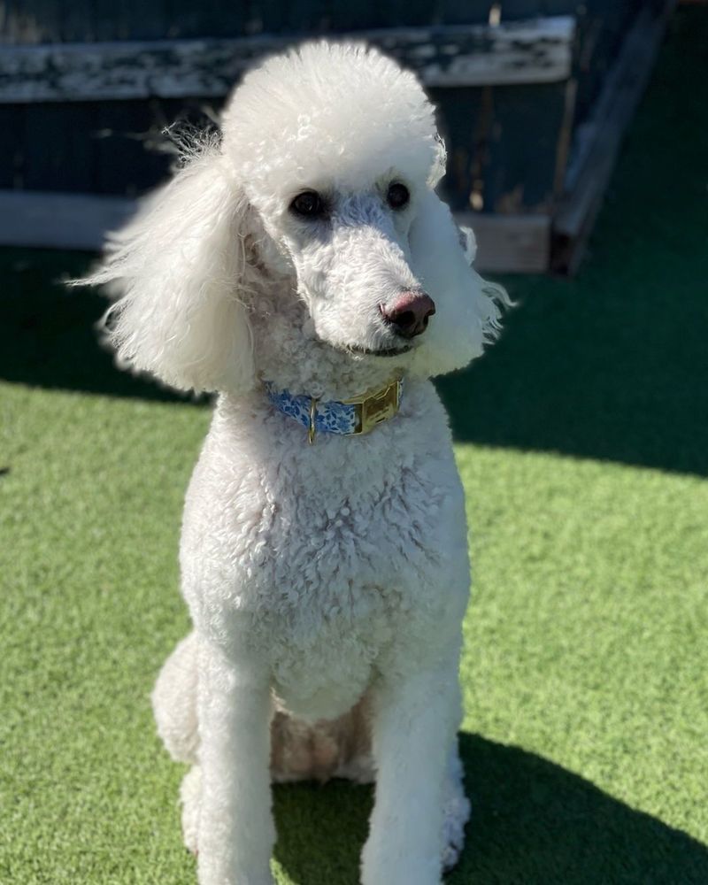 Poodle