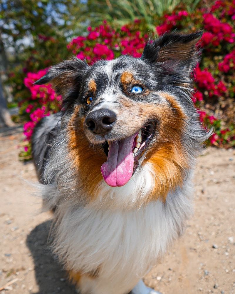 Australian Shepherd