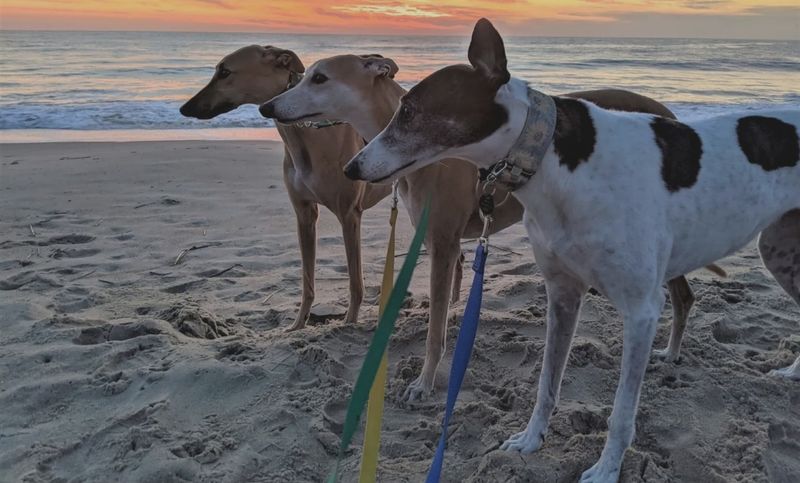 Greyhound