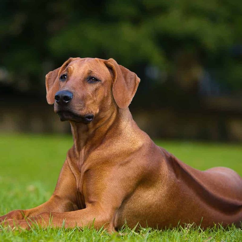 Rhodesian Ridgeback