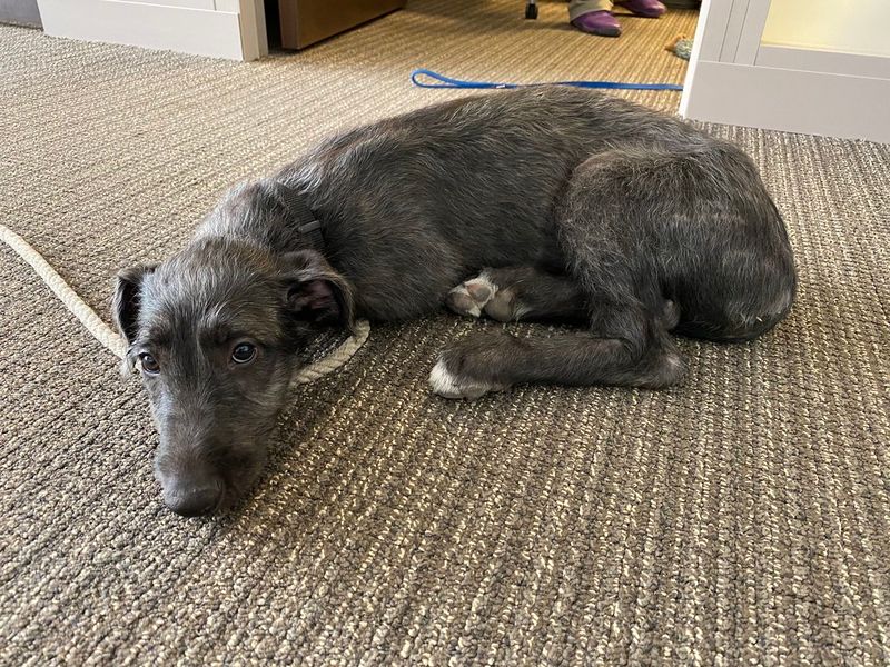 Scottish Deerhound