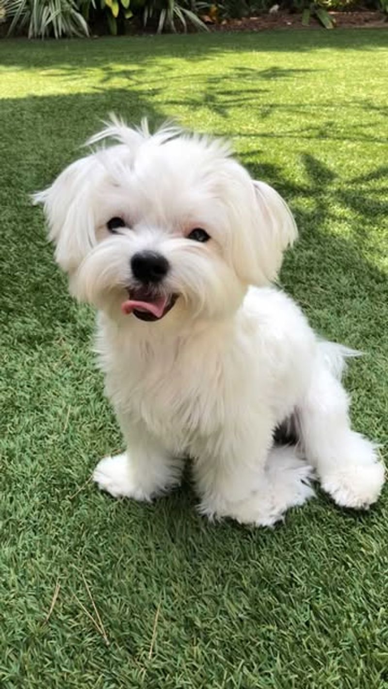 Maltese