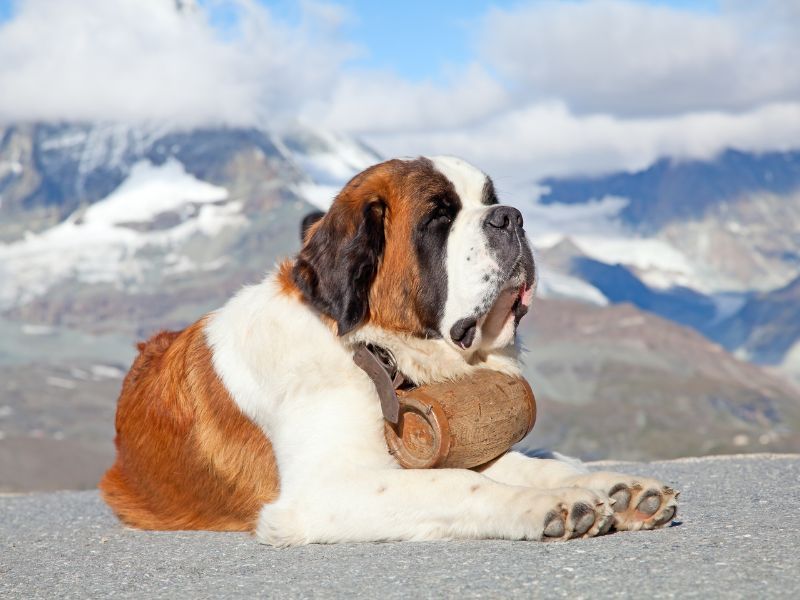 Saint Bernard