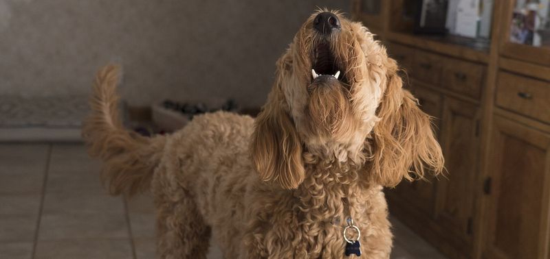 Excessive Barking