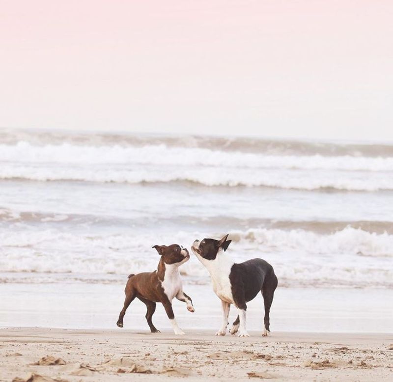 Boston Terrier