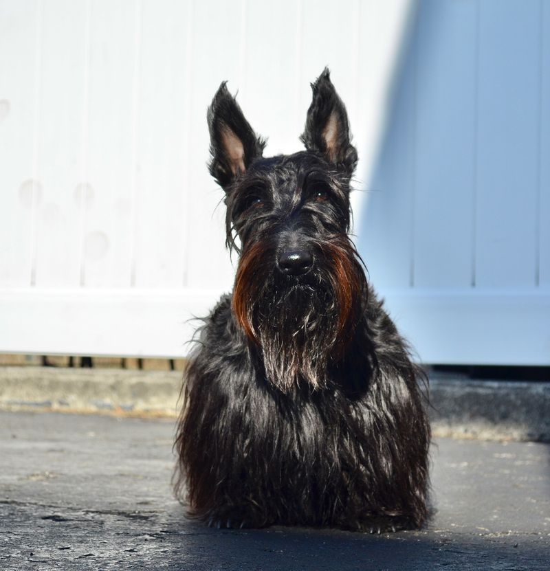 Scottish Terrier