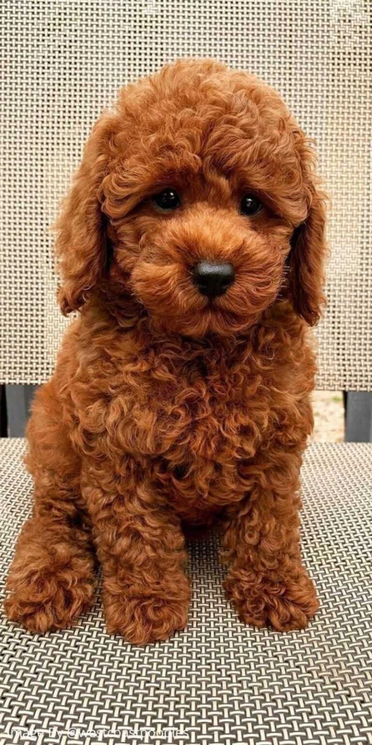 13 Toy Dog Breeds That Stay Tiny and Adorable - Epic dogs tales