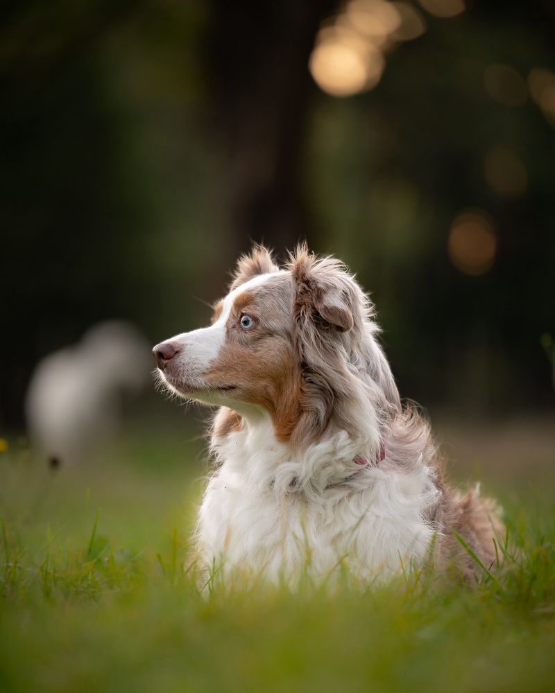 Australian Shepherd