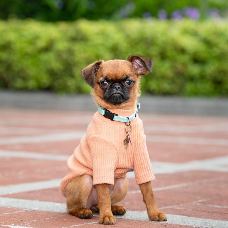 Brussels Griffon