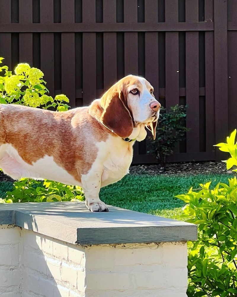 Basset Hound