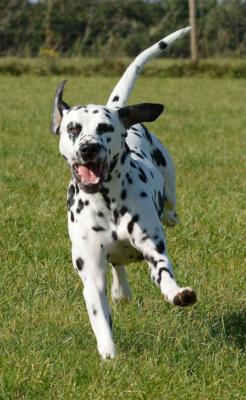 Dalmatian