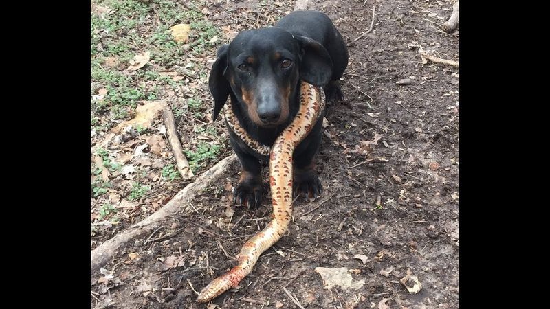 Dachshund
