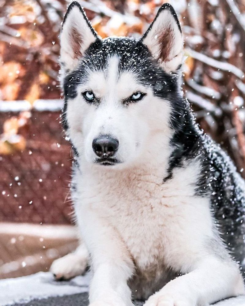 Siberian Husky
