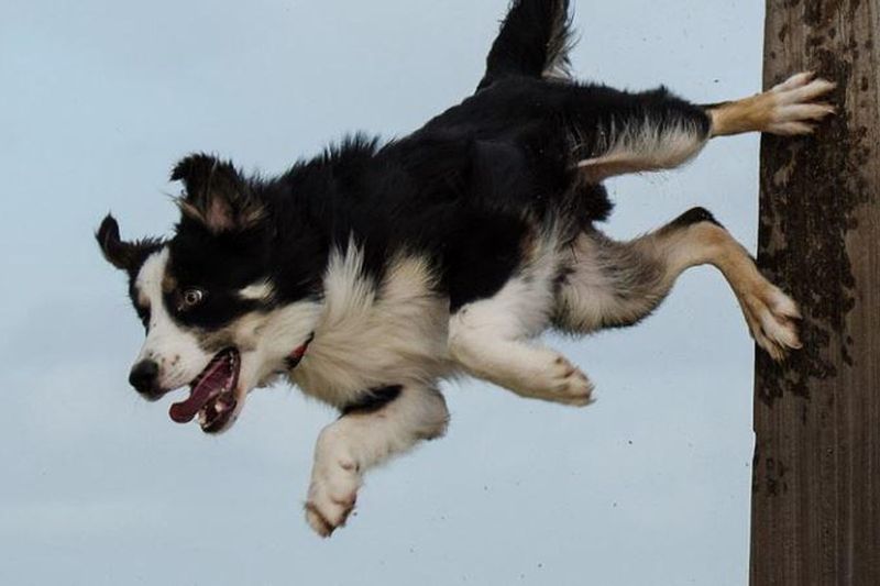 Border Collie