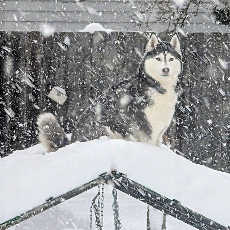 Siberian Husky