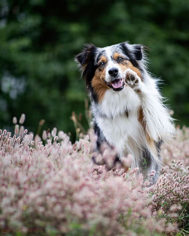 Australian Shepherd