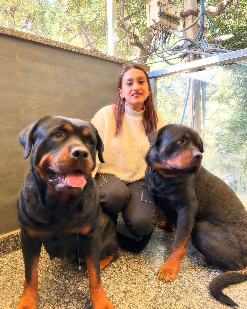 Rottweiler