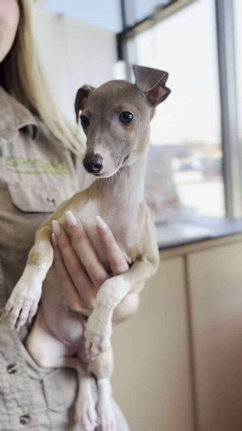 Italian Greyhound