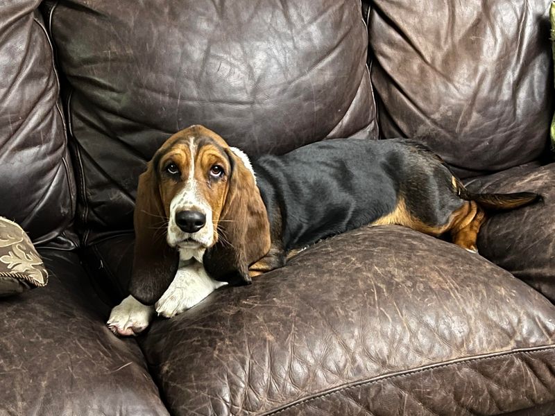 Basset Hound