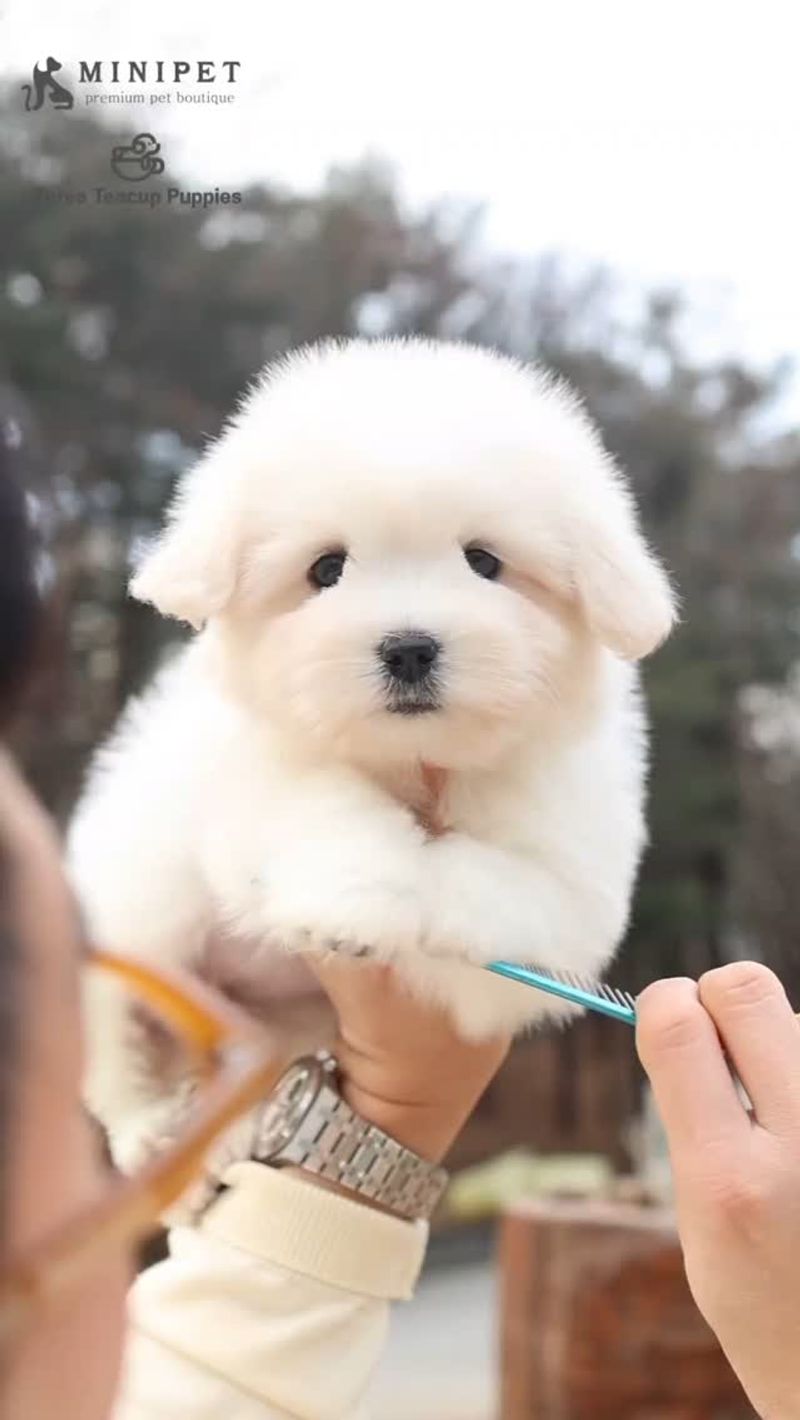 Coton de Tulear