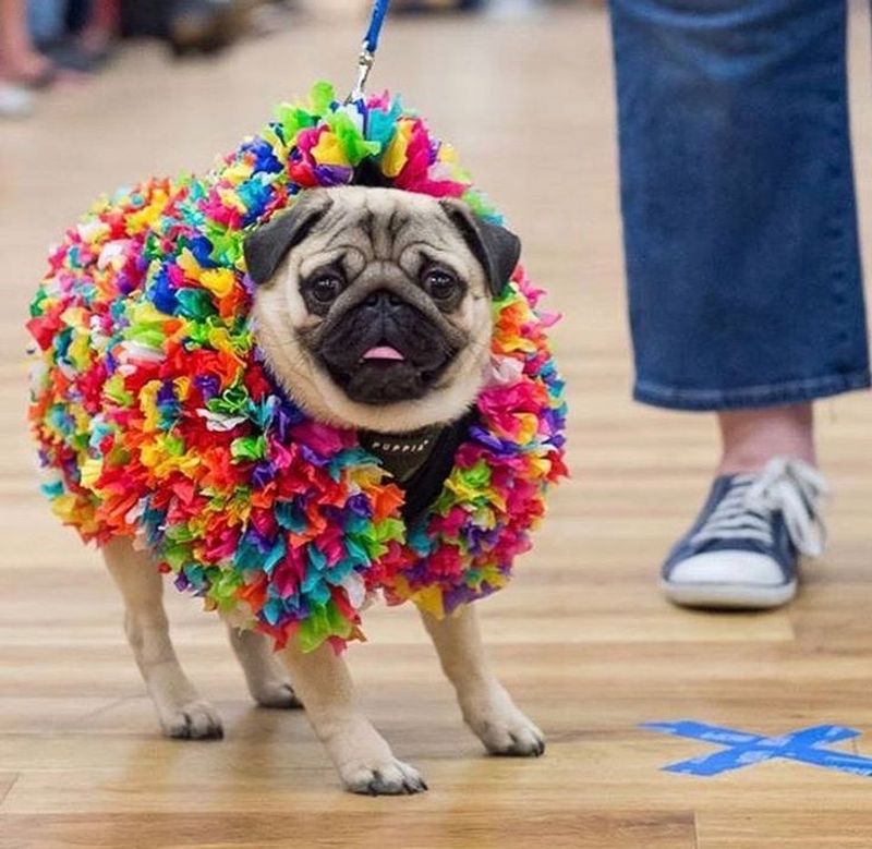 Pug