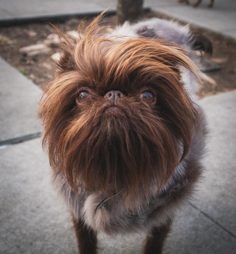 Brussels Griffon