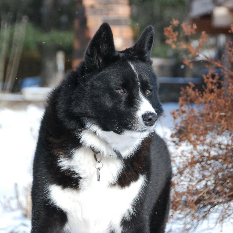 Karelian Bear Dog