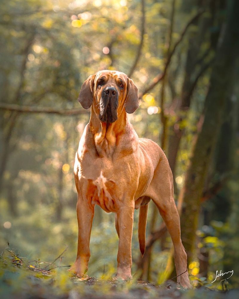 Fila Brasileiro
