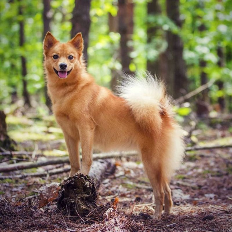 Finnish Spitz