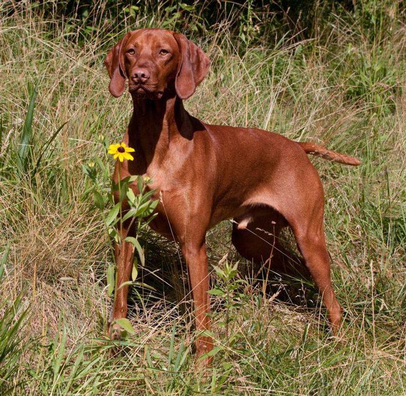 Vizsla
