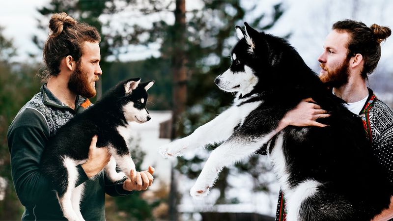 Alaskan Malamute